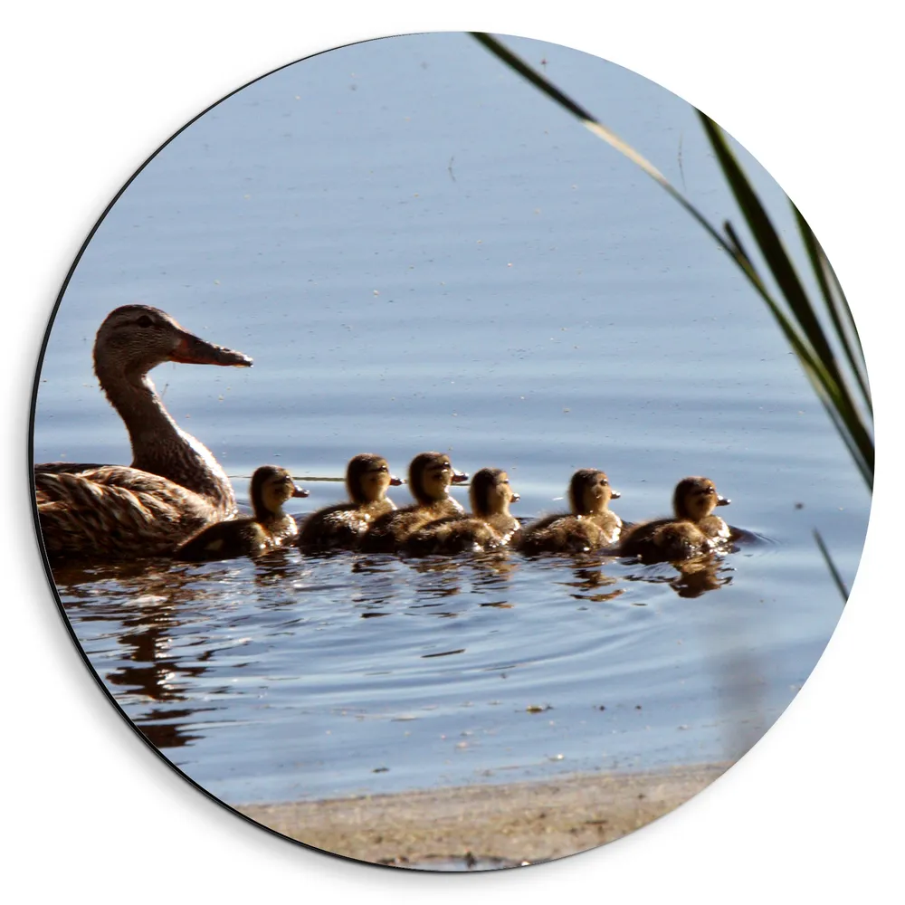 Dibond Muurcirkel - Eend met Zes Babyeendjes Dobberend op het Water