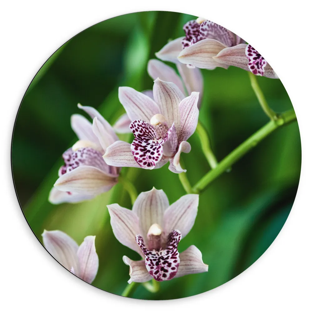 Dibond Muurcirkel - Wit met Paarse Cymbidium Bloemen aan Lange Stengel