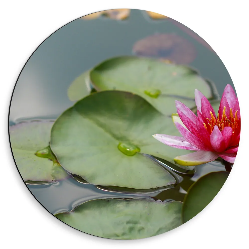 Dibond Muurcirkel - Roze Waterlelie in  Vijver