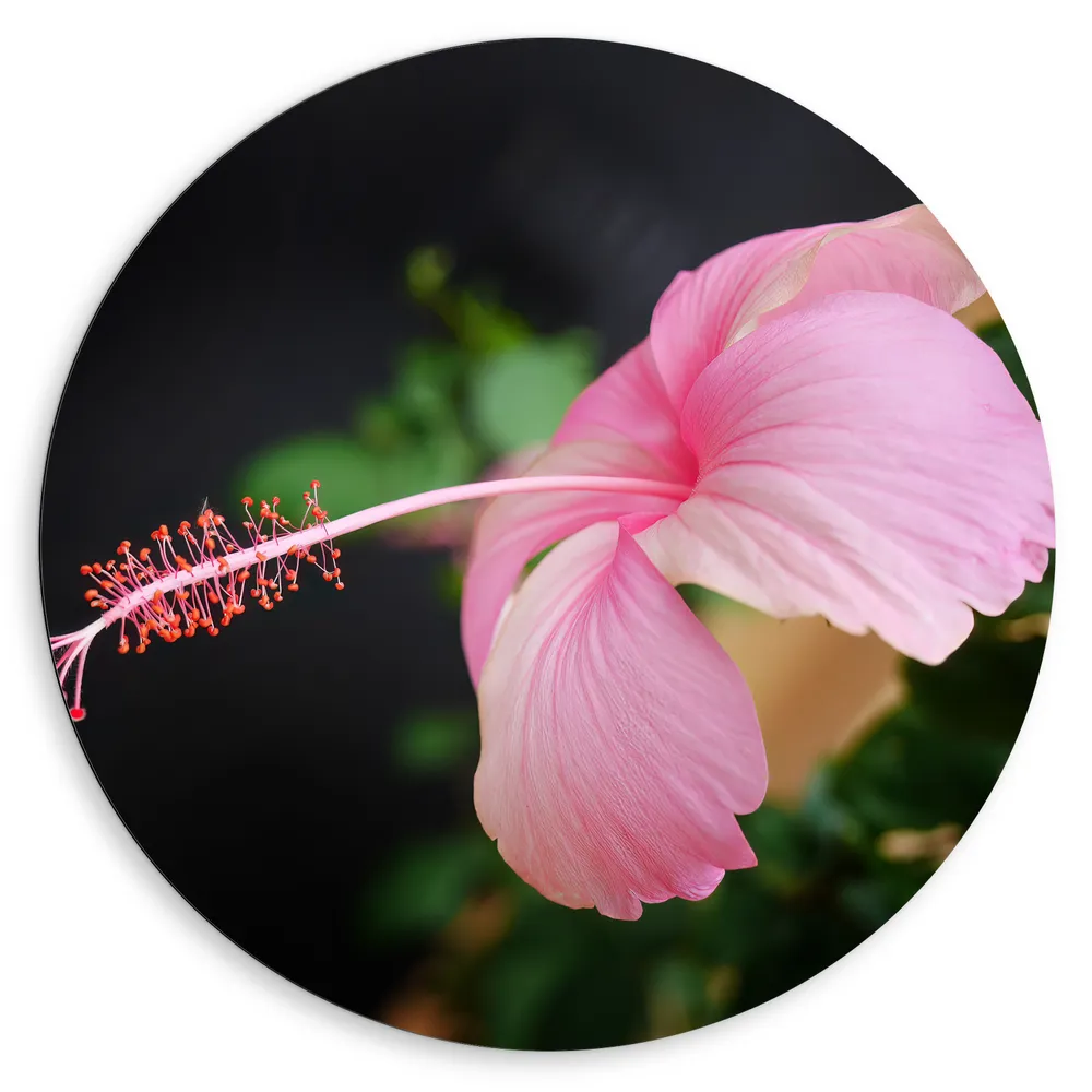 Dibond Muurcirkel - Roze Bloem met Groene Bladeren