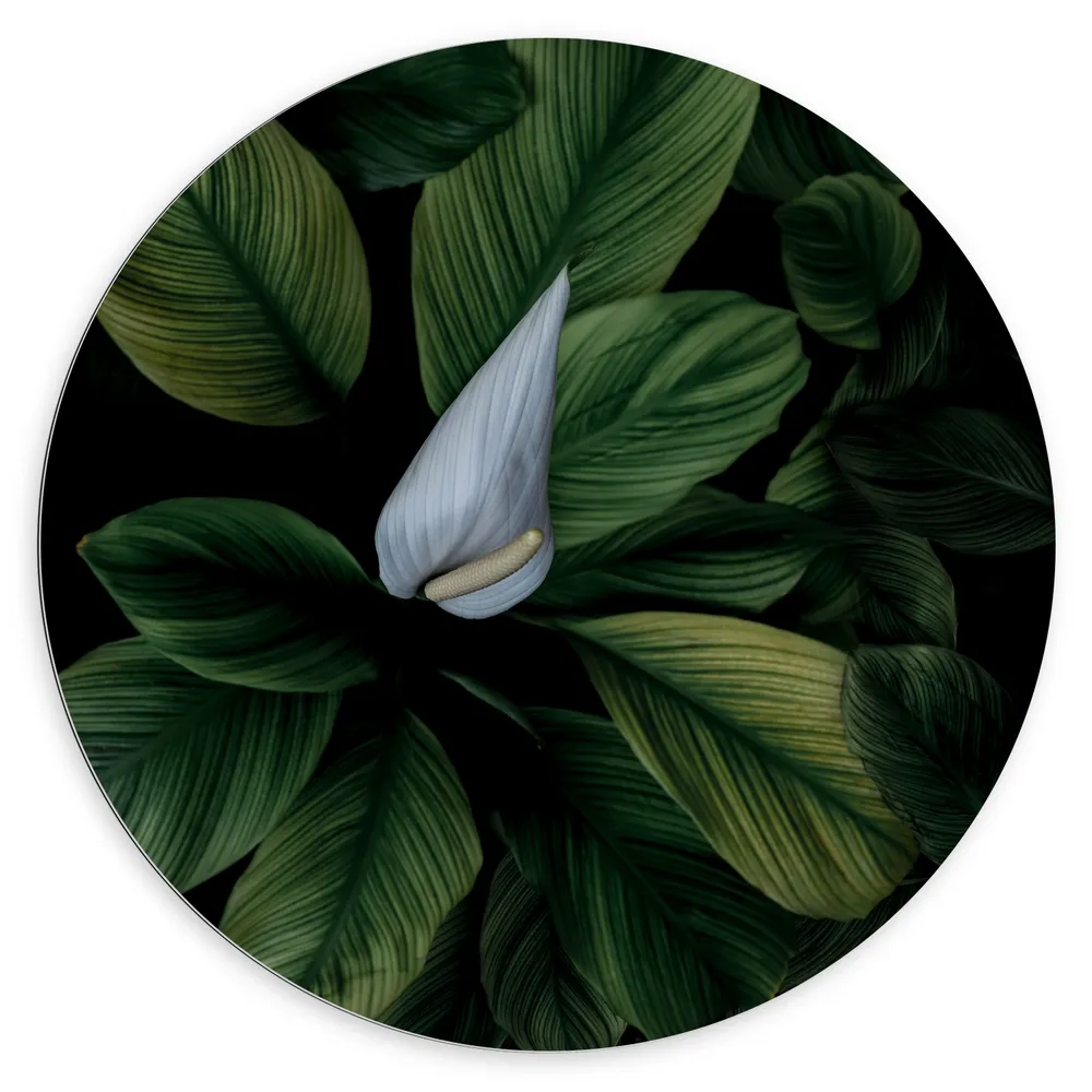 Dibond Muurcirkel - Witte Bloemen Groeiend door Groene Planten