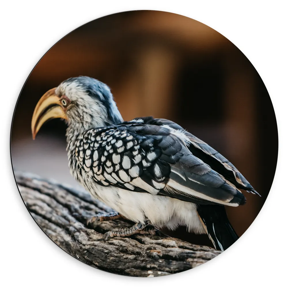 Dibond Muurcirkel - Achteraanzicht van Zuidelijke geelsnaveltok Vogel Lopend op Boomstronk