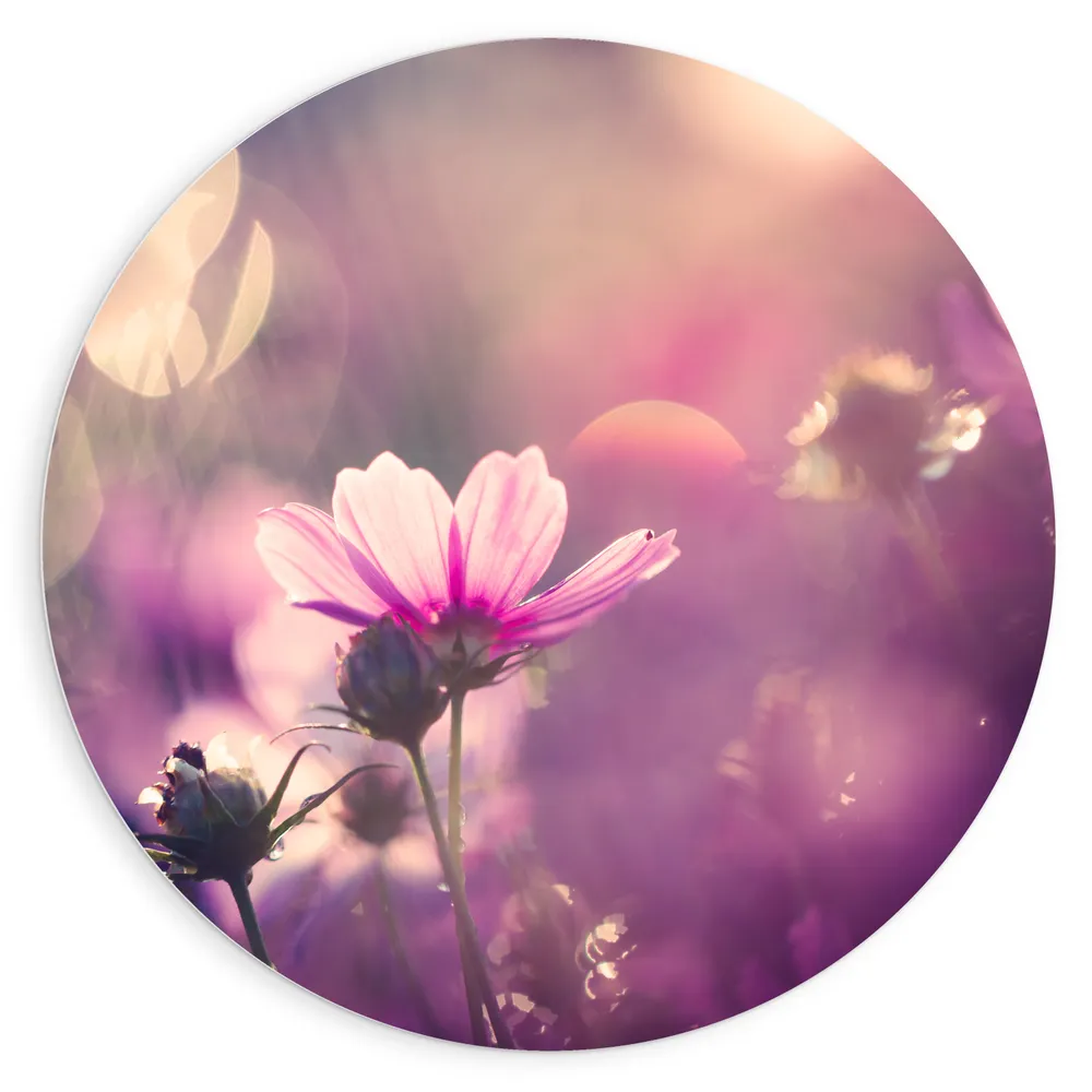 Dibond Muurcirkel - Cosmea Bloemen met Paarse Gloed als Achtergrond