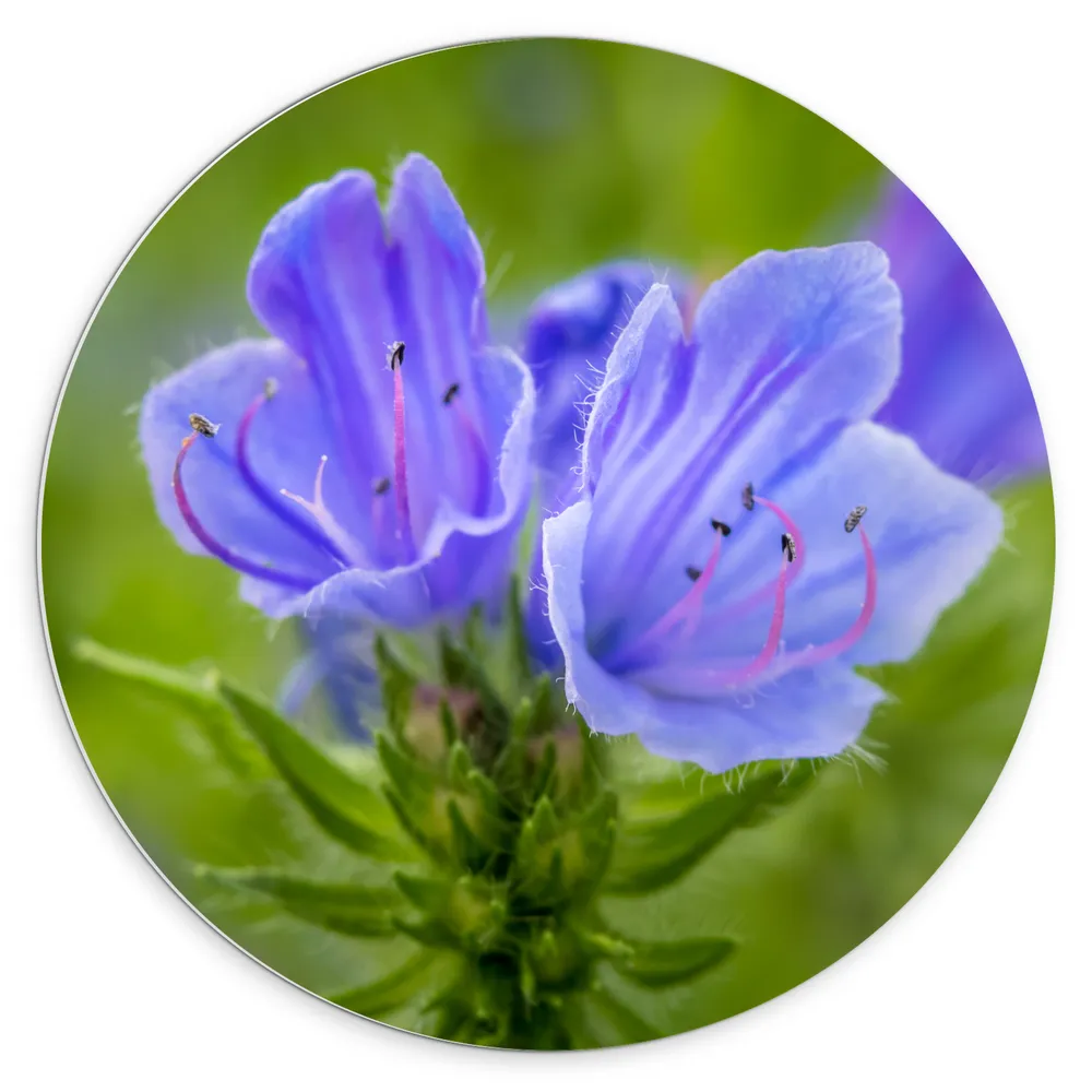 Dibond Muurcirkel - Close Up van Blauwe Slangenkruid Bloemen