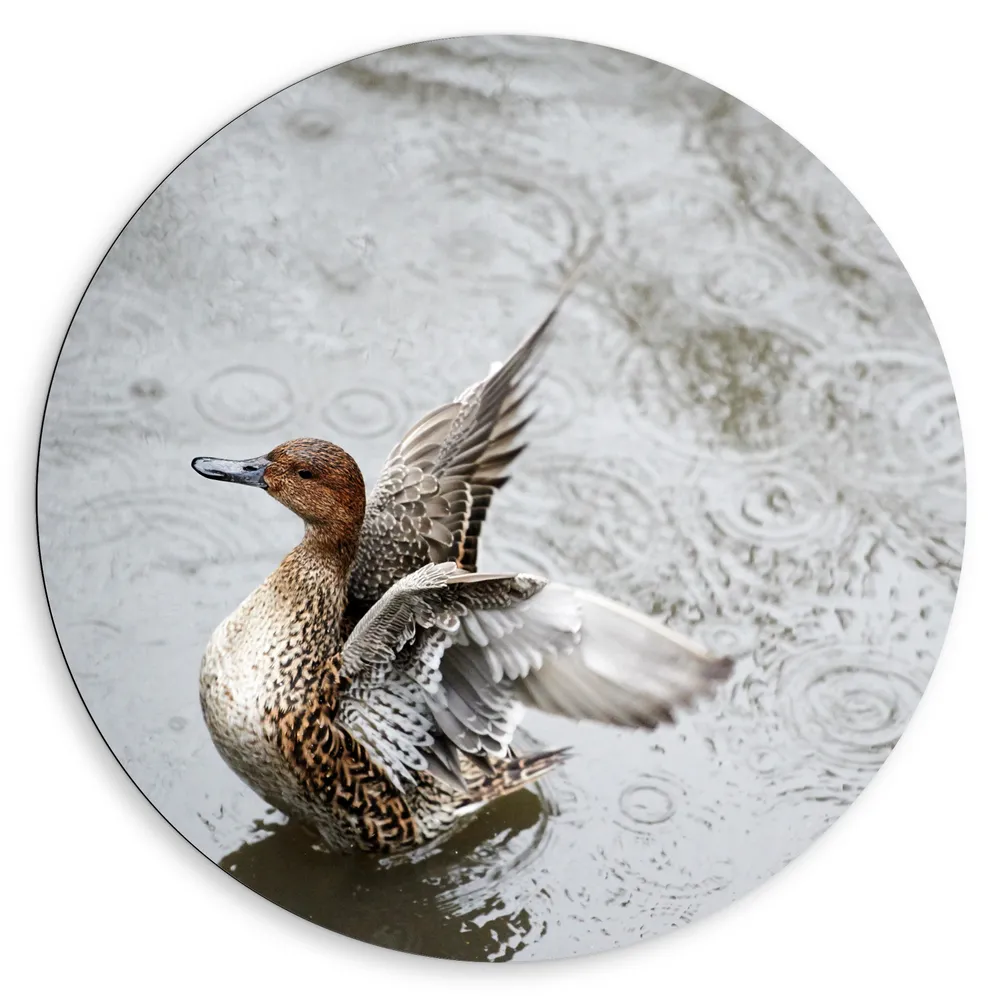 Dibond Muurcirkel - Pijlstaart vogel in de regen beweegt zijn vleugels