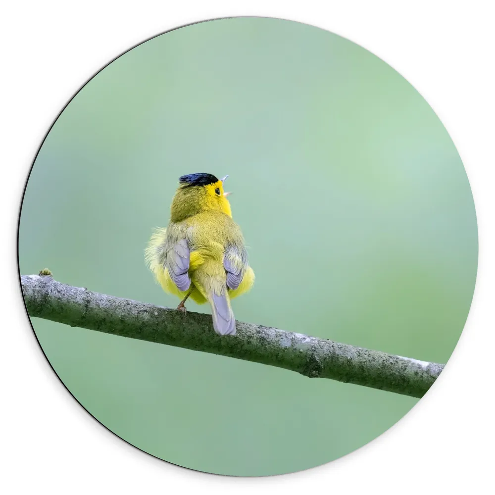 Dibond Muurcirkel - Achteraanzicht van Zingend Geel Wilsons Vogeltje op een Tak