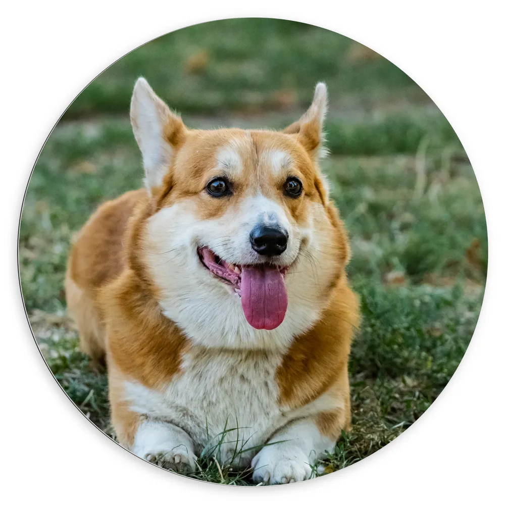 Dibond Muurcirkel - Blije Corgi Hond met Uitstekende Tong in het Grasveld