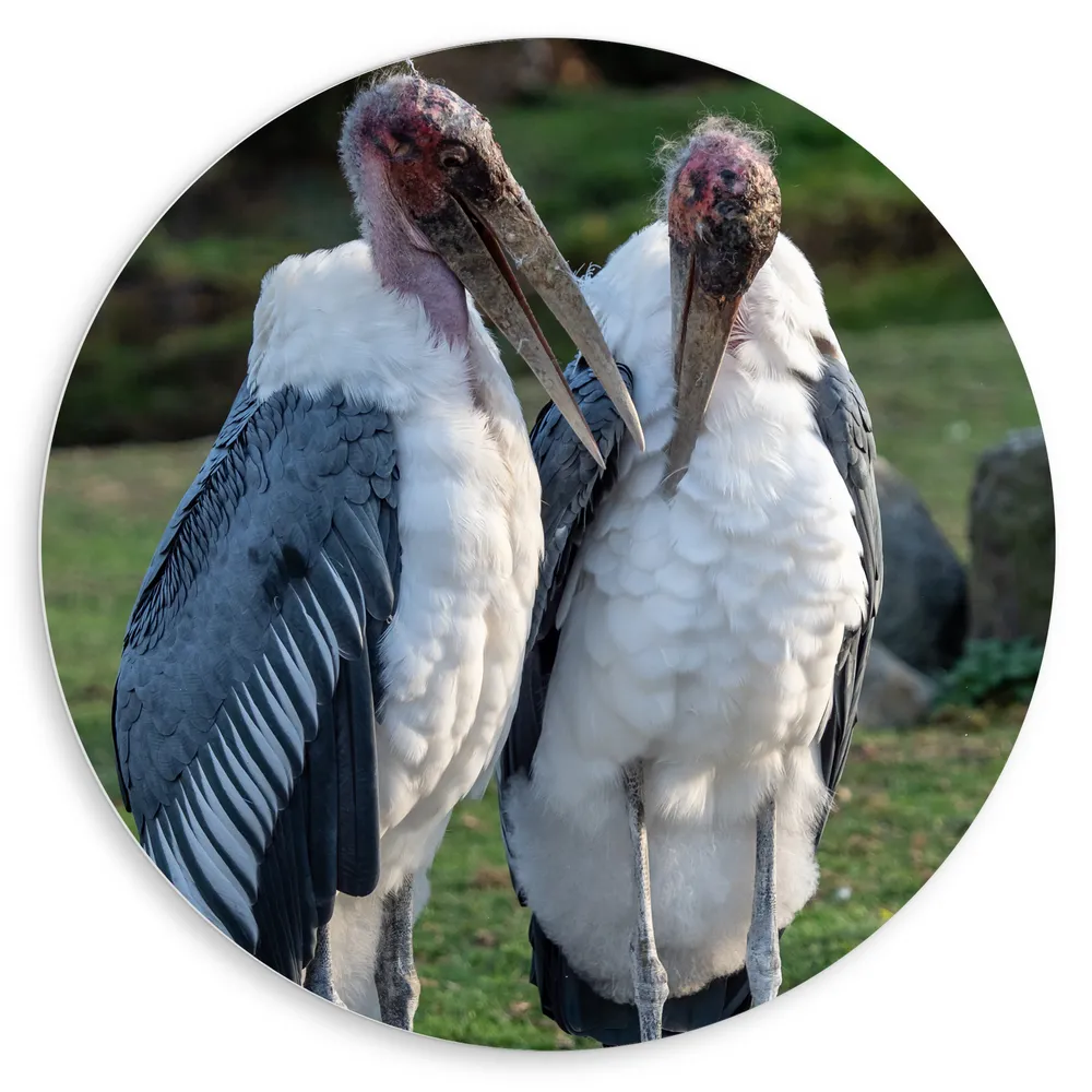 Dibond Muurcirkel - Duo Afrikaanse Maraboe Vogels op Stenen in Groen Grasveld