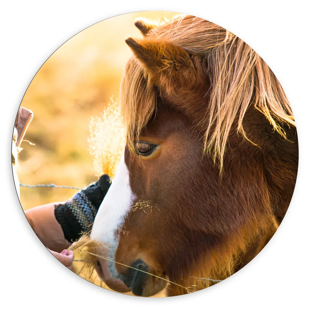 Dibond Muurcirkel - Bruin IJslander Paard levend op Boerderij