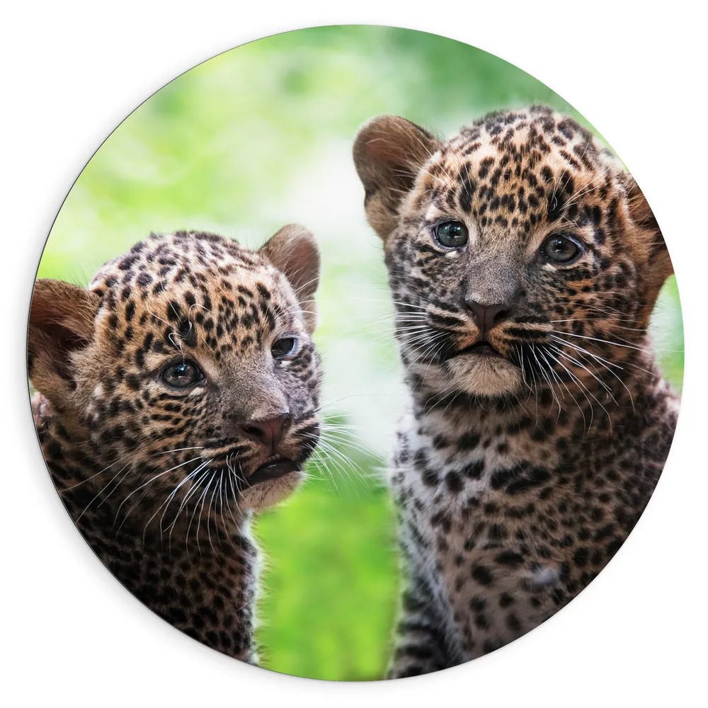 Dibond Muurcirkel - Panter Welpen op Sri Lanka