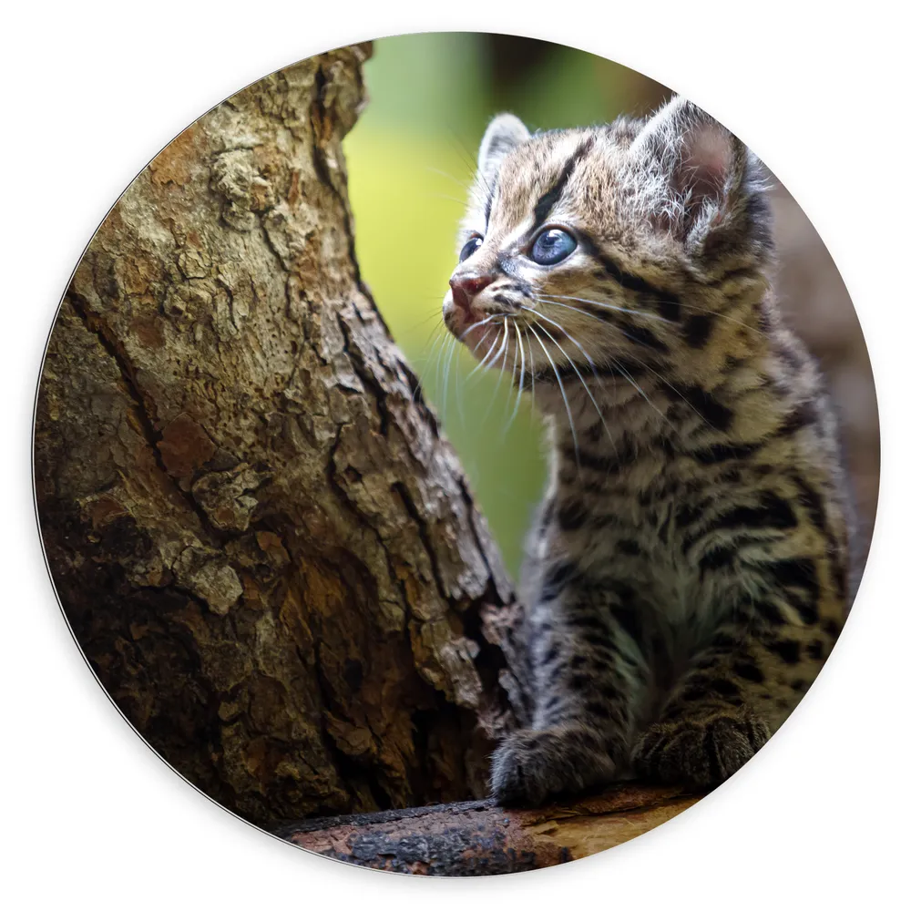 Dibond Muurcirkel - Kitten van Boomkat in Dikke Boom