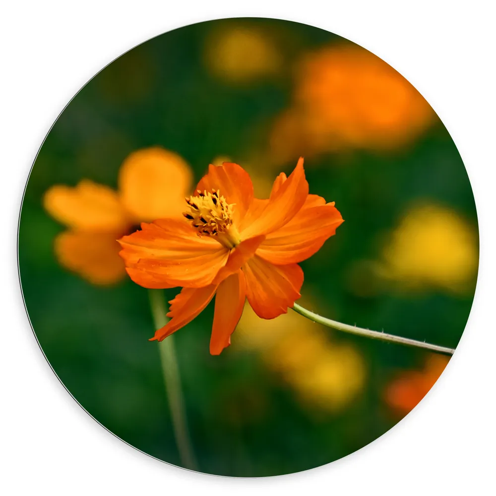 Dibond Muurcirkel - Fel Oranje Cosmos Sulphureus Bloemen met Donker Groene Achtergrond