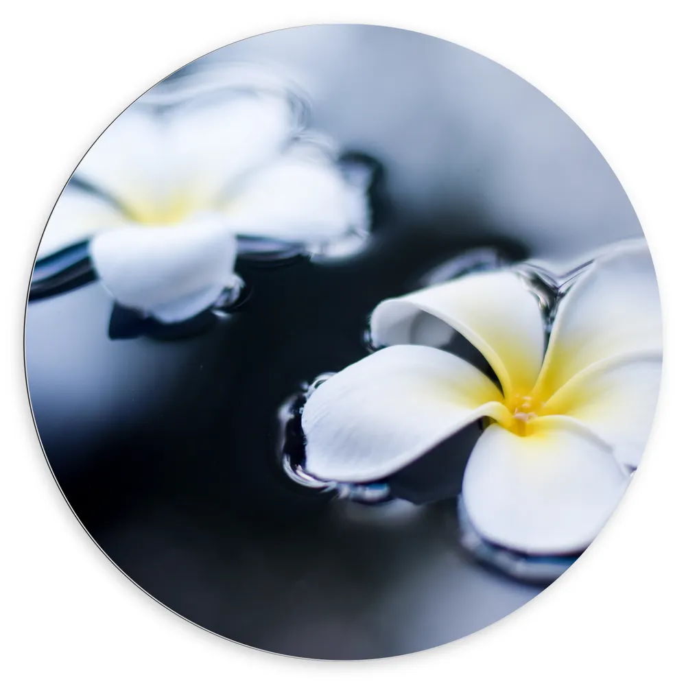 Dibond Muurcirkel - Wit met Gele Bloemen Dobberend op het Water