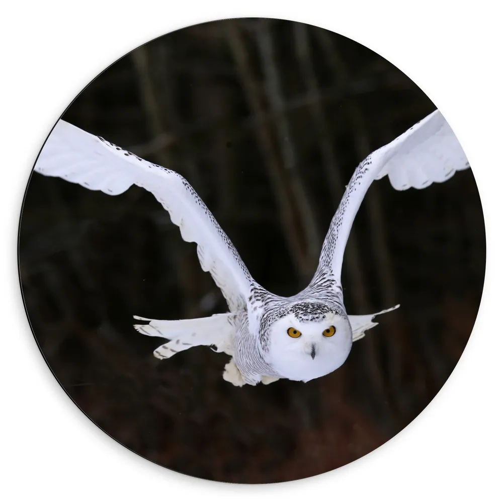 Dibond Muurcirkel - Sneeuwuil vliegt door de lucht heen met een bos op de achtergrond