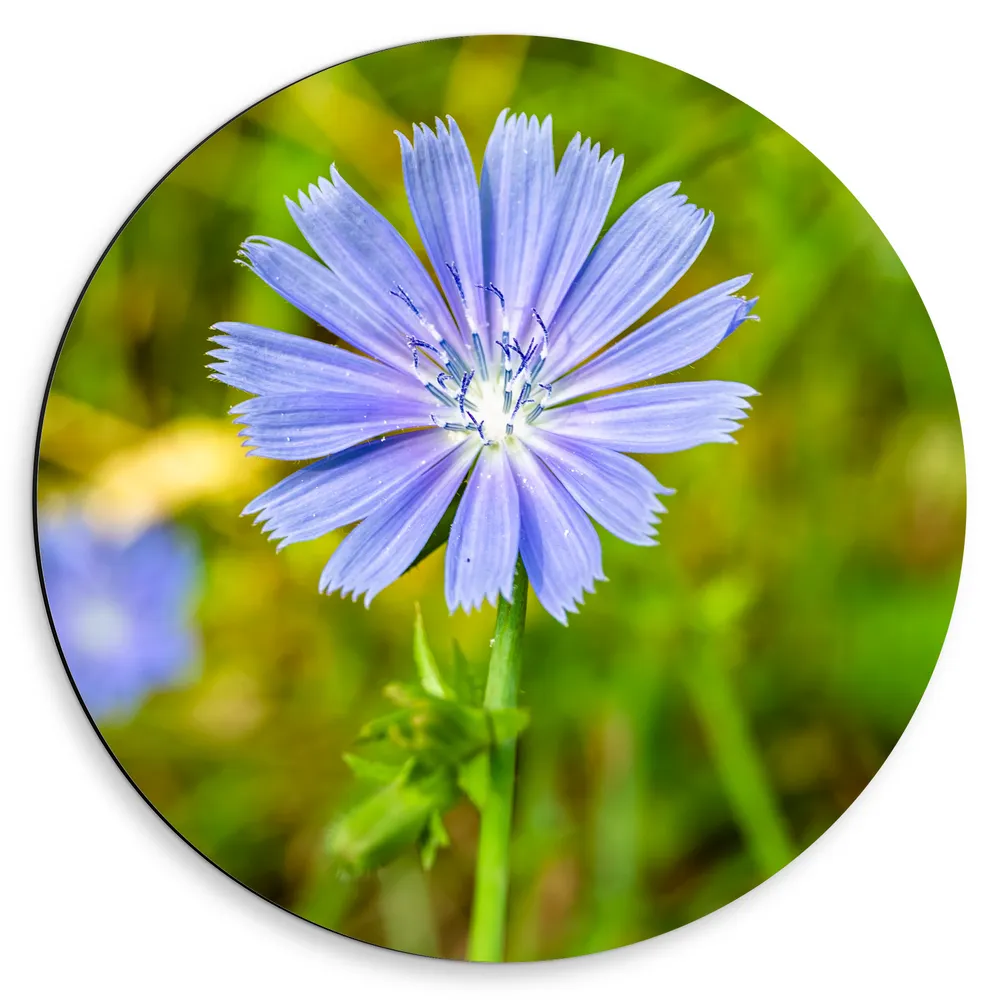 Dibond Muurcirkel - Paarse Wilde Cichorei Bloem voor Wazig Groen Grasveld Achtergrond