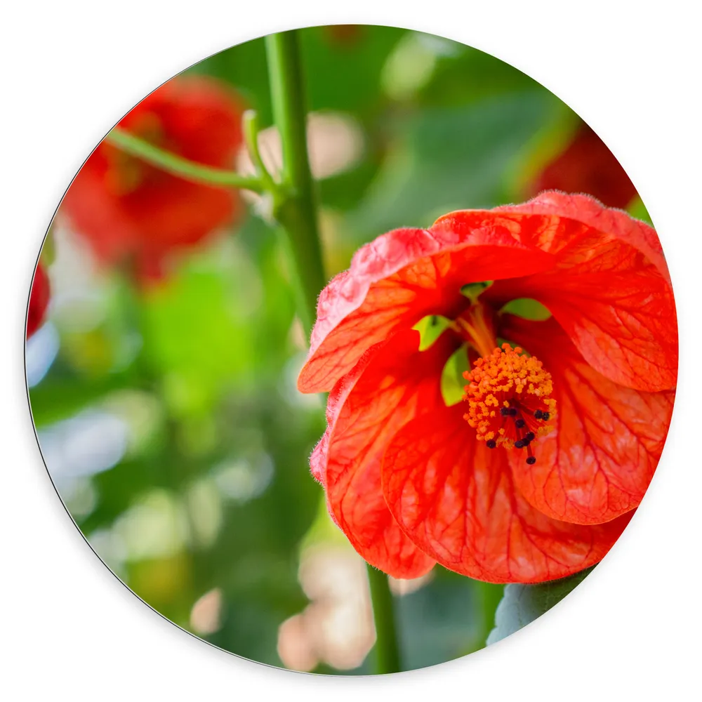 Dibond Muurcirkel - Rode Bloeiende Bloemen aan Struik