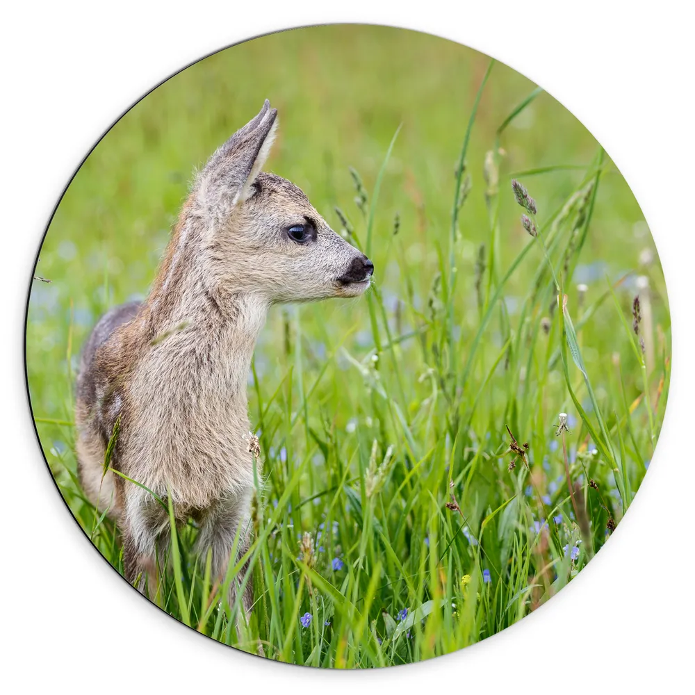 Dibond Muurcirkel - Opzijkijkend Wild Babyhert tussen de Paarse Bloemetjes in het Veld