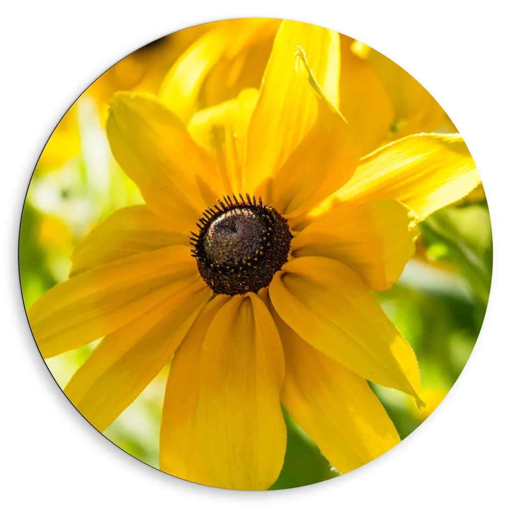 Dibond Muurcirkel - Gele Ruige Rudbeckia Bloemen