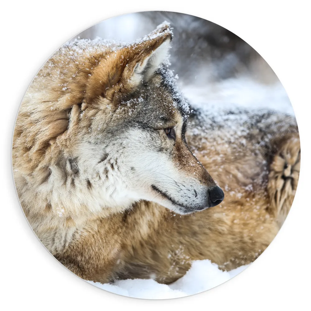 Dibond Muurcirkel - Omkijkende Bruine Wolf liggend in Besneeuwd Bos