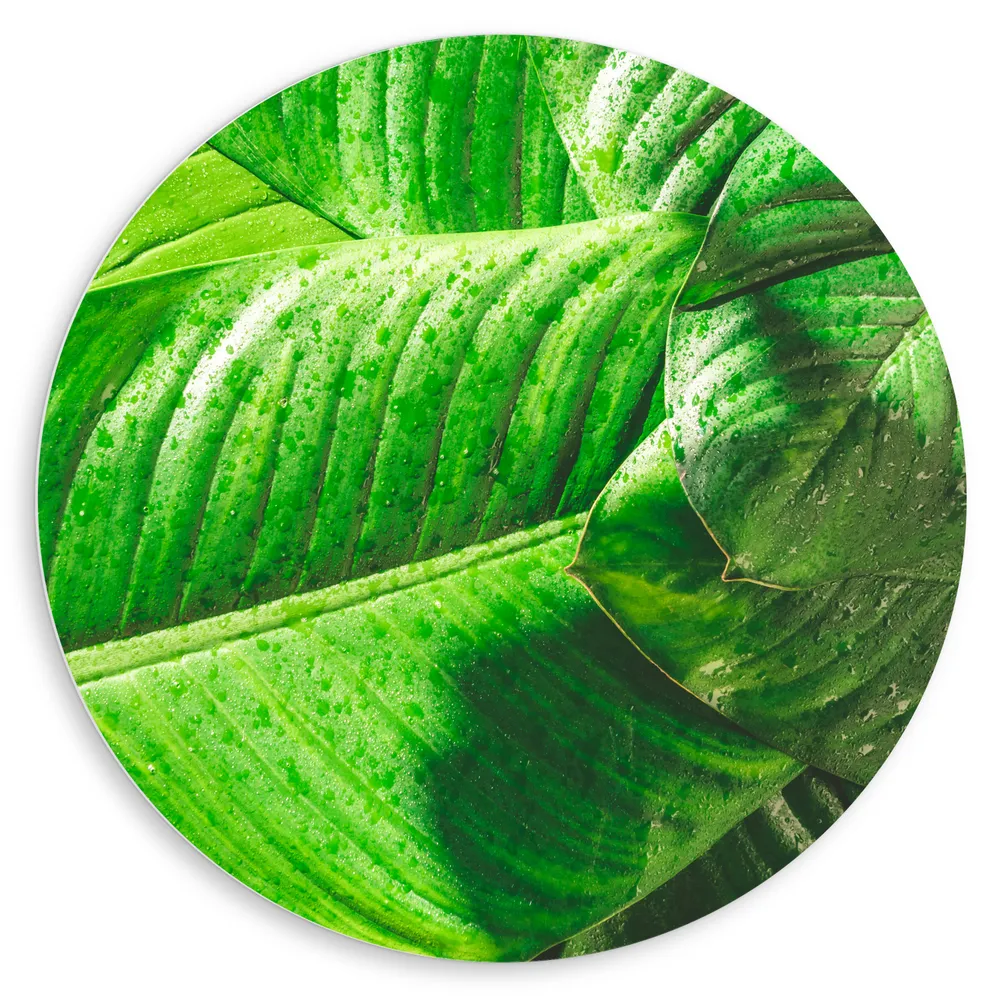 Dibond Muurcirkel - Close-up van Heldergroene Bladeren