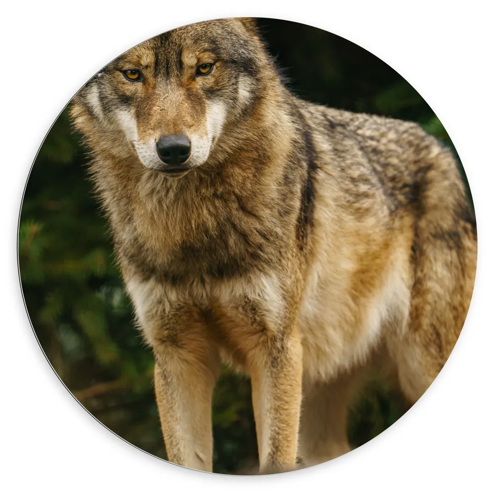 Dibond Muurcirkel - Booskijkende Wolf met Oranje Ogen in het Bos