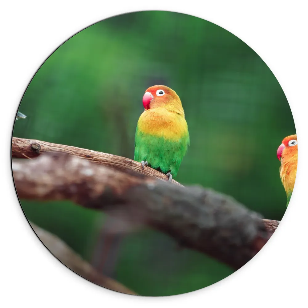 Dibond Muurcirkel - Trio van Blije Kleurrijke Vogels op Takken van Bomen