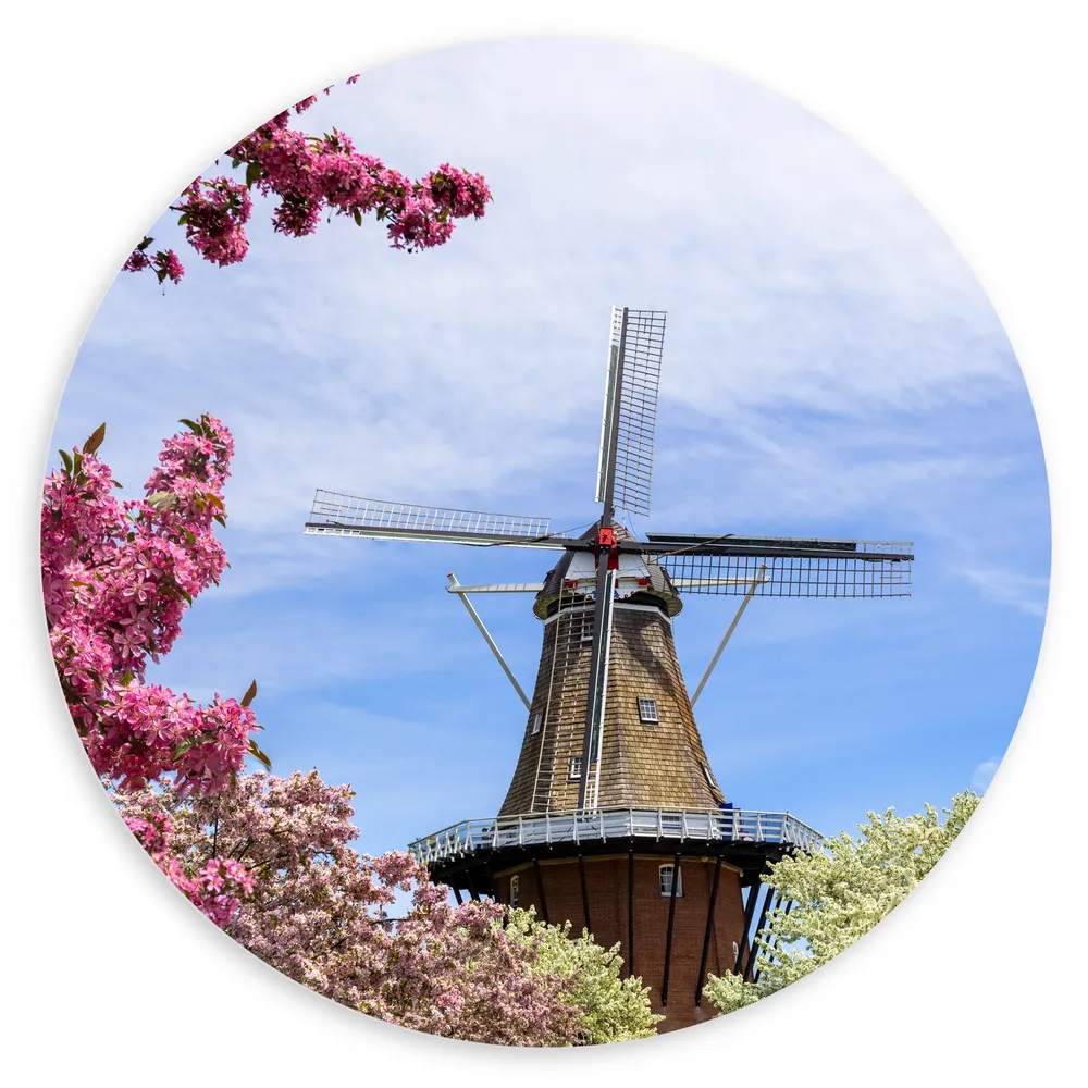 Dibond Muurcirkel - Bloesembomen voor Traditione Molen in Nederland