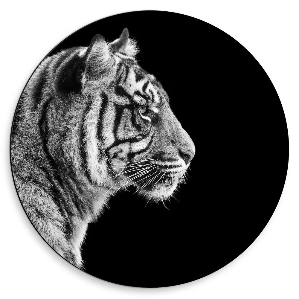 Dibond Muurcirkel - Zijaanzicht van Kop van Sumatraanse Tijger (Zwart- wit)