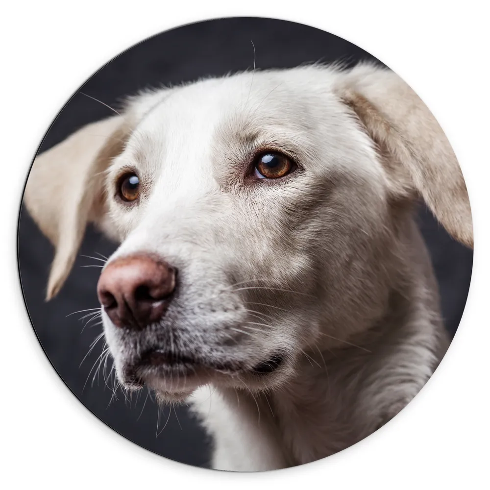 Dibond Muurcirkel - Schattige Witte Hond