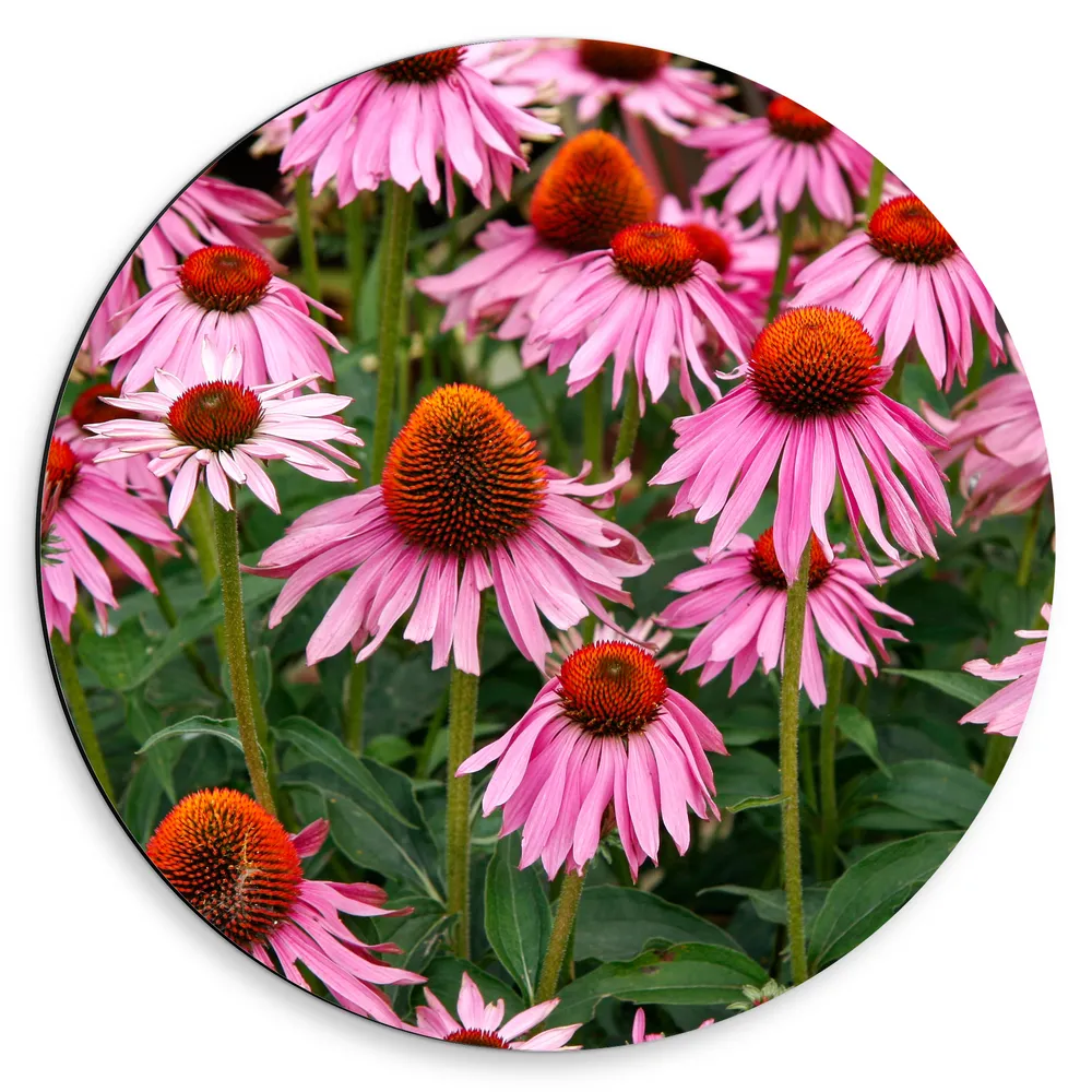 Dibond Muurcirkel - Veld vol Roze Open Bloemetjes