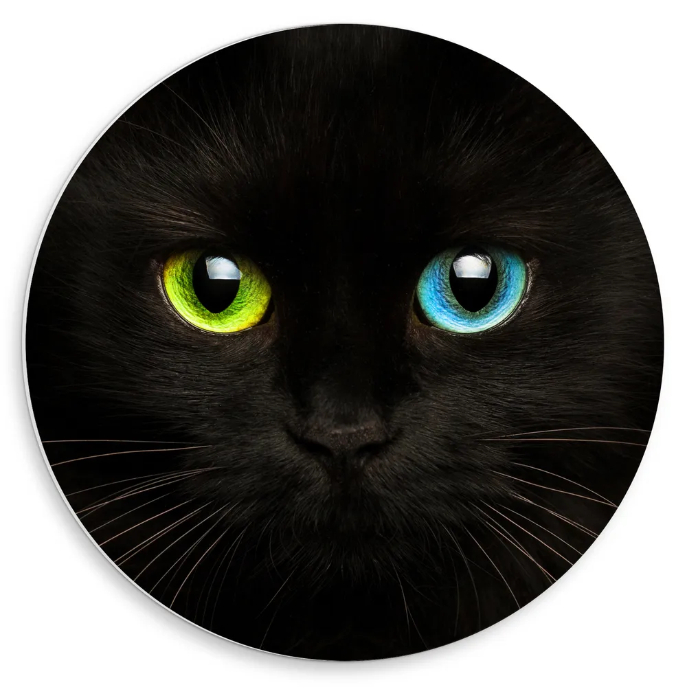 Dibond Muurcirkel - Zwartkleurige Kat met Groen en Blauw Oog