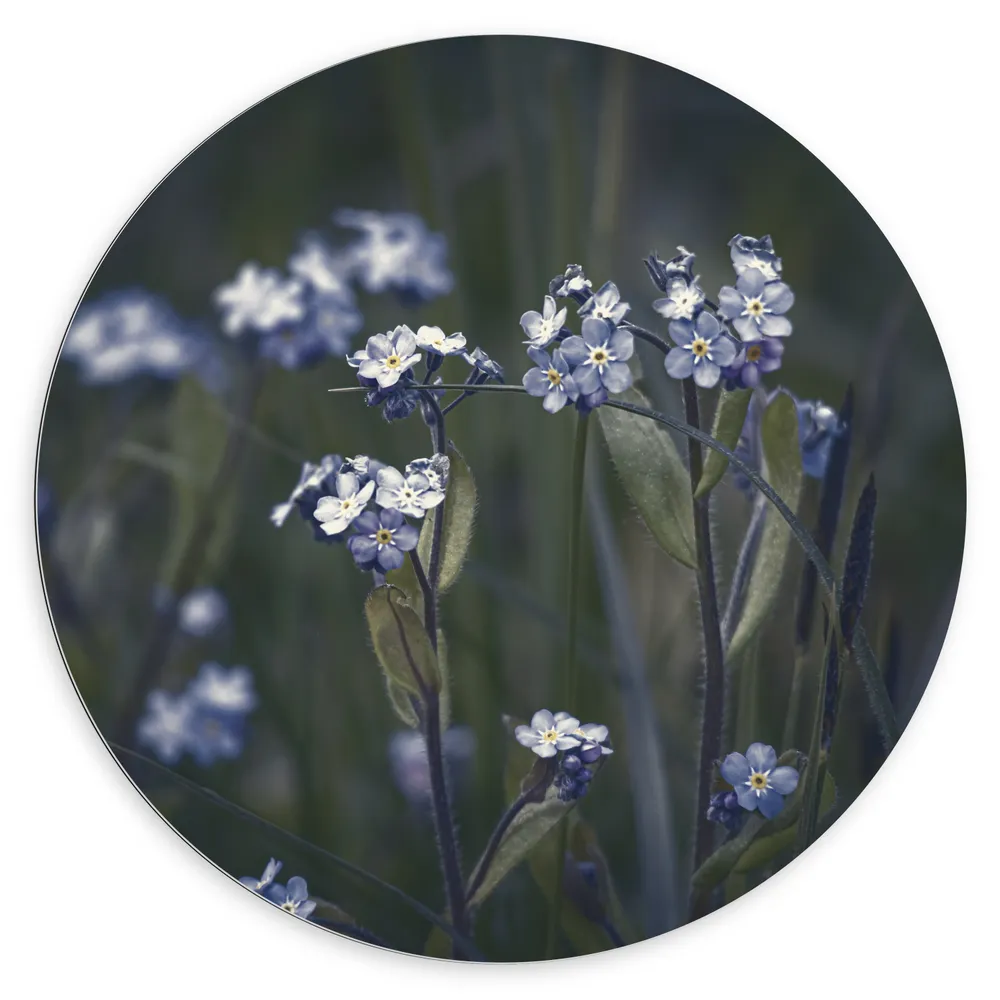 Dibond Muurcirkel - Blauwe Vergeet-Mij-Nietjes Bloemen