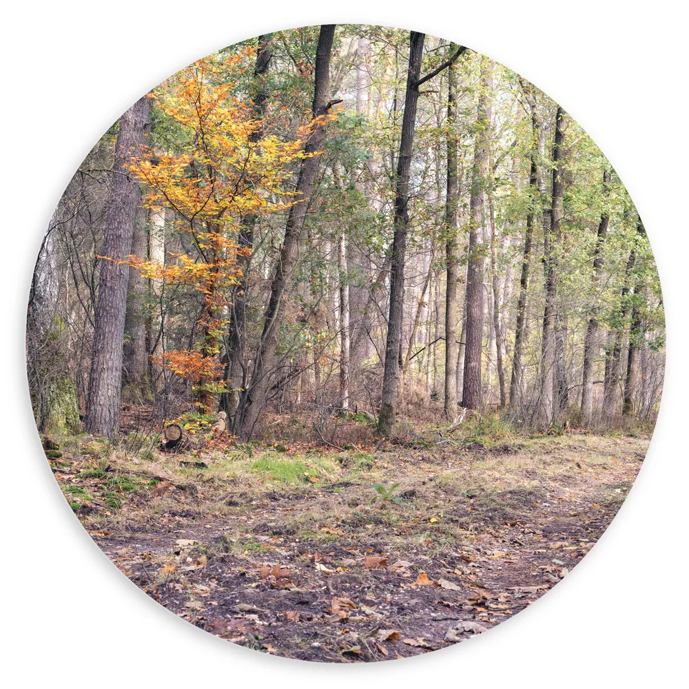 Dibond Muurcirkel - Kaal Bos in de Herfst in Nederland