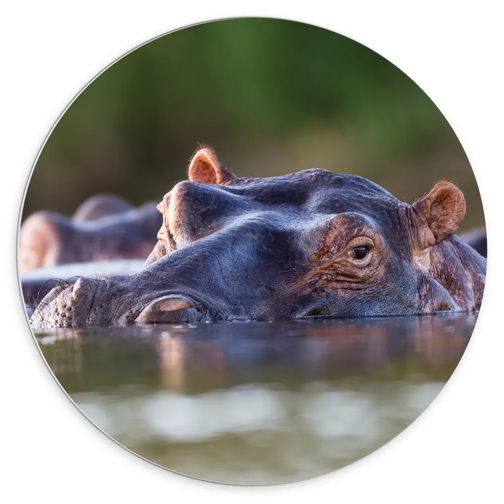 Dibond Muurcirkel - Nijlpaarden Zwemmend aan het Wateroppervlak