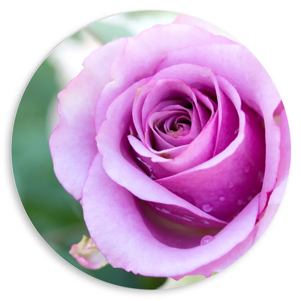 Dibond Muurcirkel - Close Up van Mooi Bloeiende Paarse Roos - Bloemen