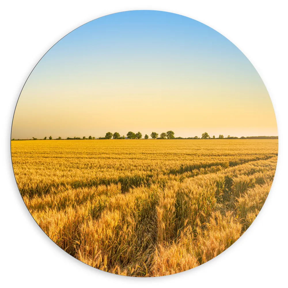 Dibond Muurcirkel - Graanveld bij Zonsopkomst