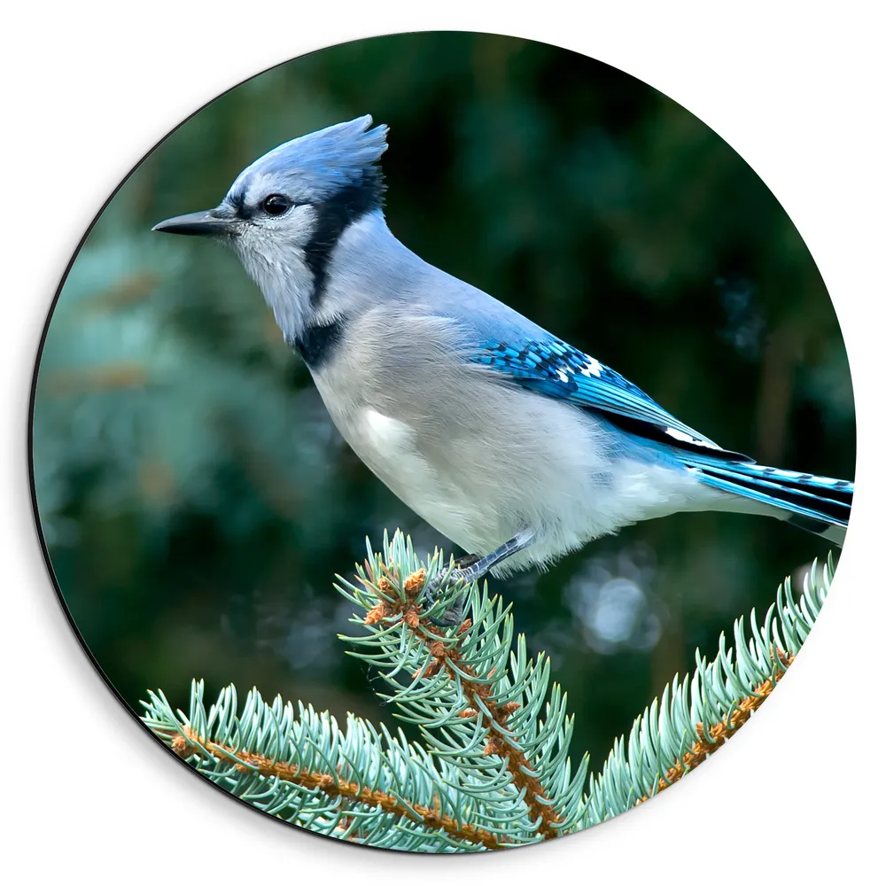 Dibond Muurcirkel - Blauwe Gaai Vogel met Spitse Snavel op Groene Naalden Plant