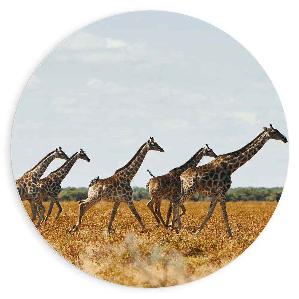 Dibond Muurcirkel - Kudde Rennende Giraffen door Afrikaans Landschap