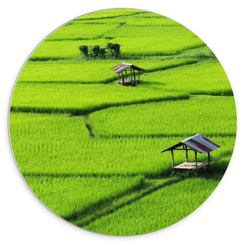 Dibond Muurcirkel - Houten Hutjes in Grote Groene Rijstvelden in Vietnam