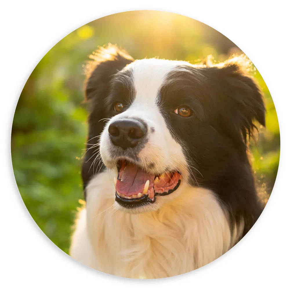Dibond Muurcirkel - Hond - Buiten - Planten