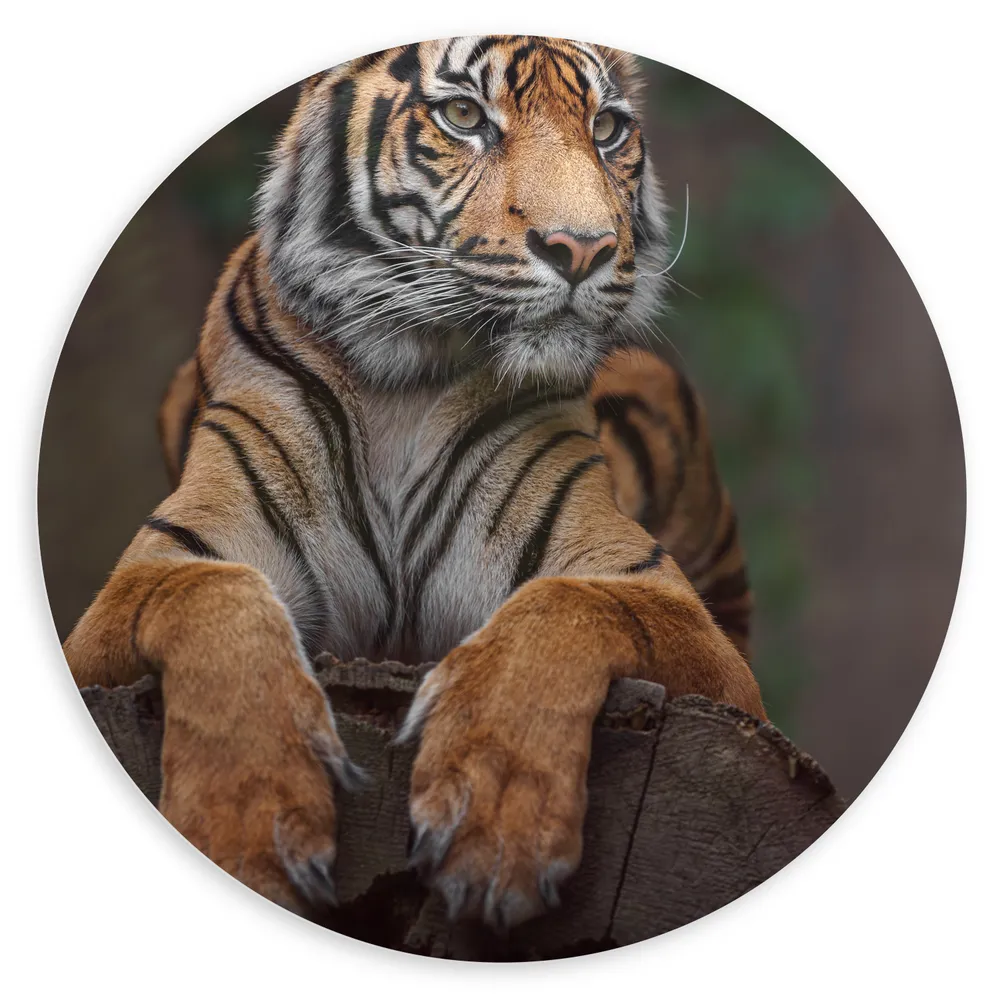 Dibond Muurcirkel - Relaxte Sumatraanse Tijger