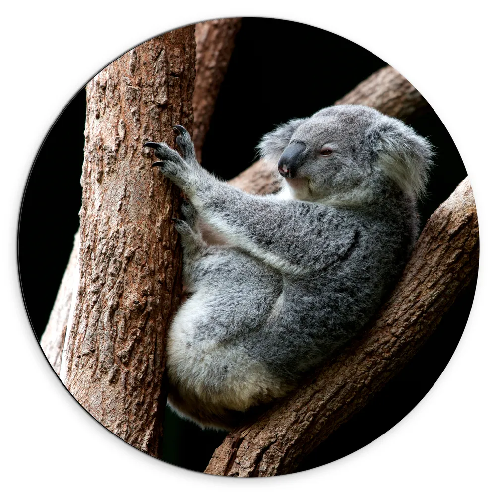 Dibond Muurcirkel - Koala Liggend op Smalle Boomstammen tegen Zwarte Achtergrond