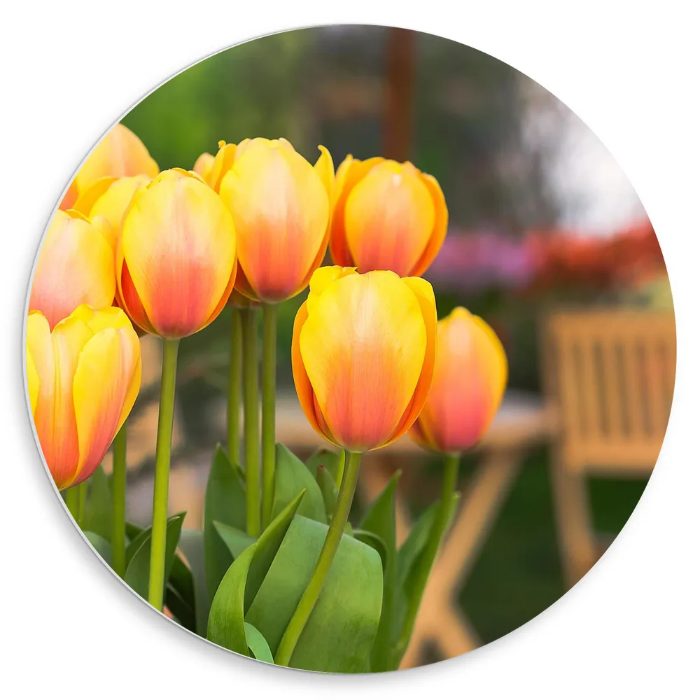 Dibond Muurcirkel - Groepje Oranje Tulpen op Terras