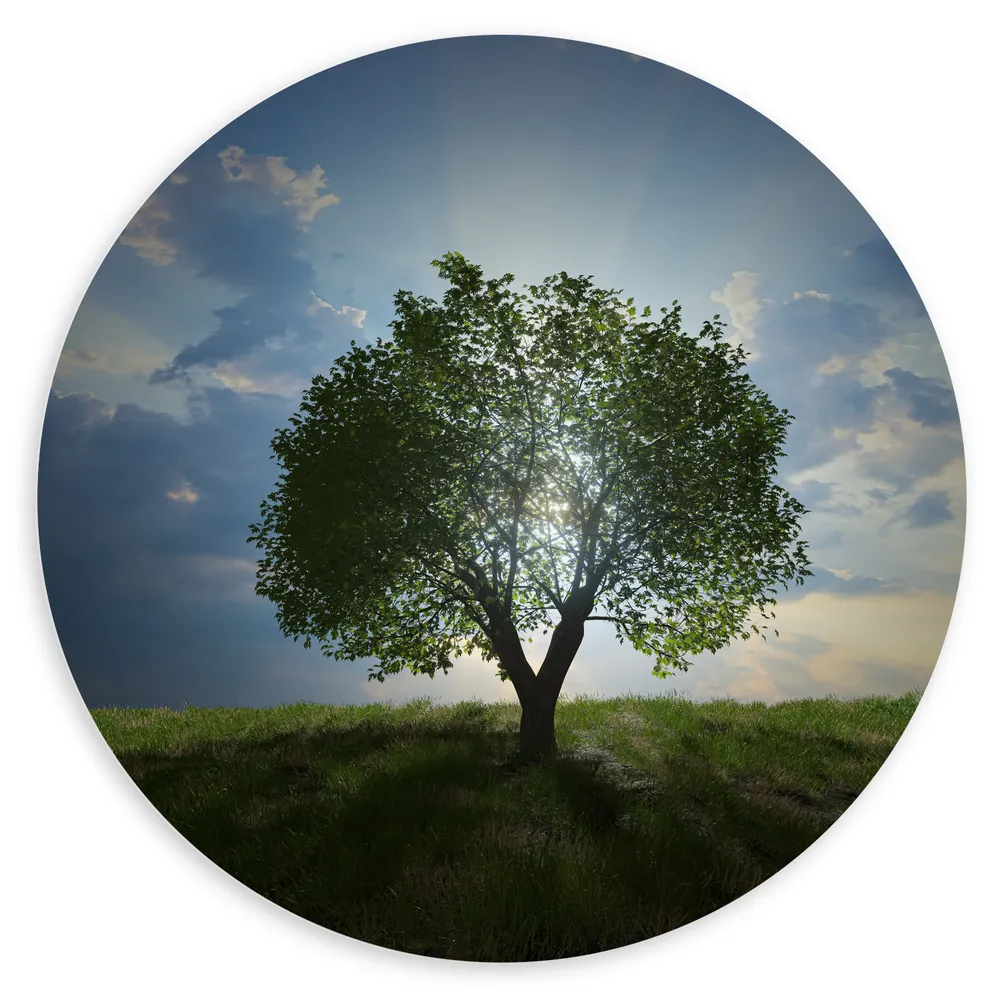 Dibond Muurcirkel - Landschap - Natuur - Boom