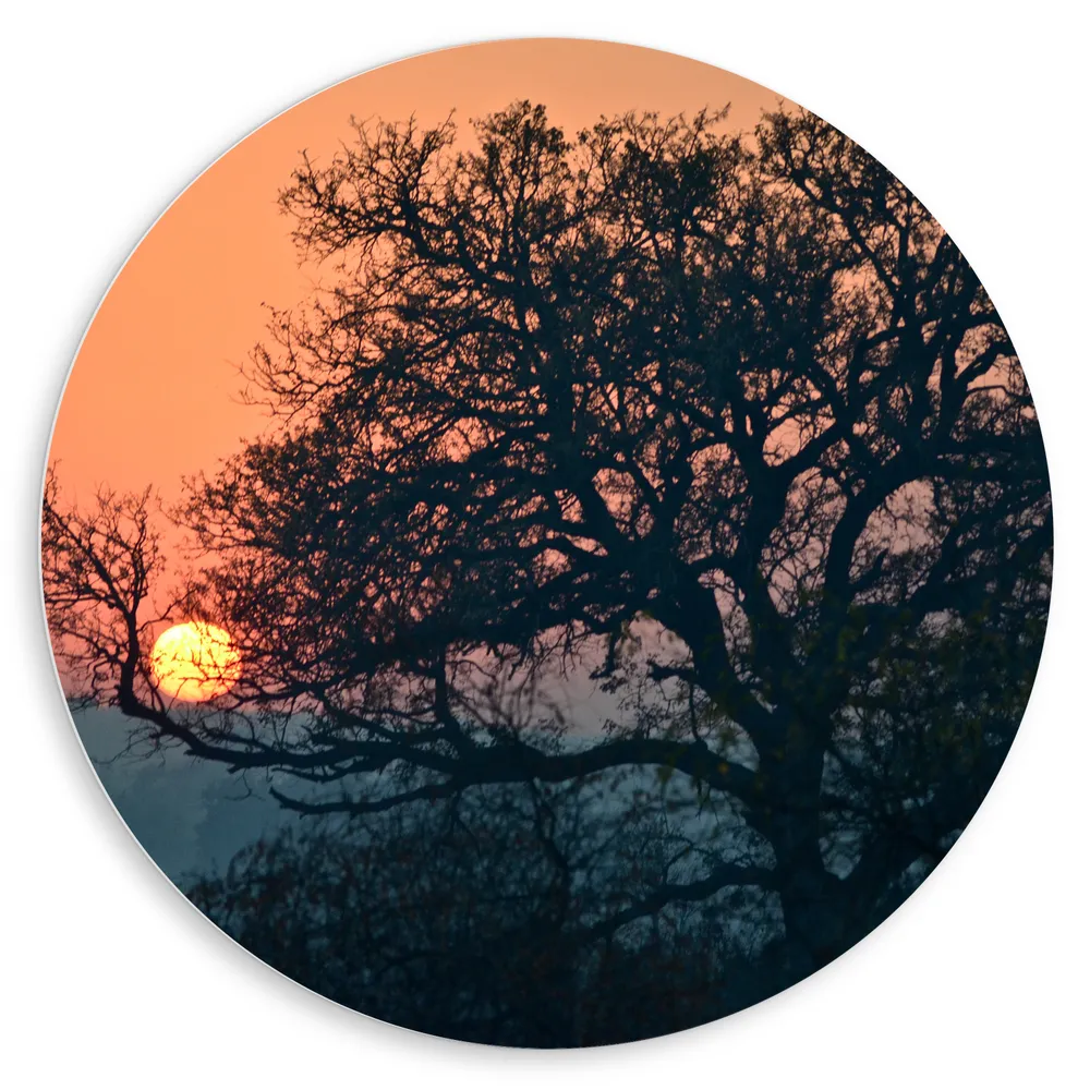 Dibond Muurcirkel - Zon Zakkend achter de Bomen