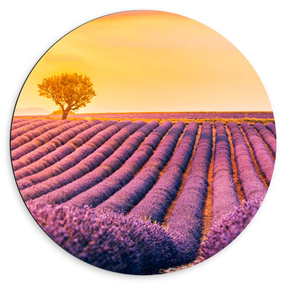 Dibond Muurcirkel - Felle Zonsondergang over de Lavendelvelden met Eenzame Boom
