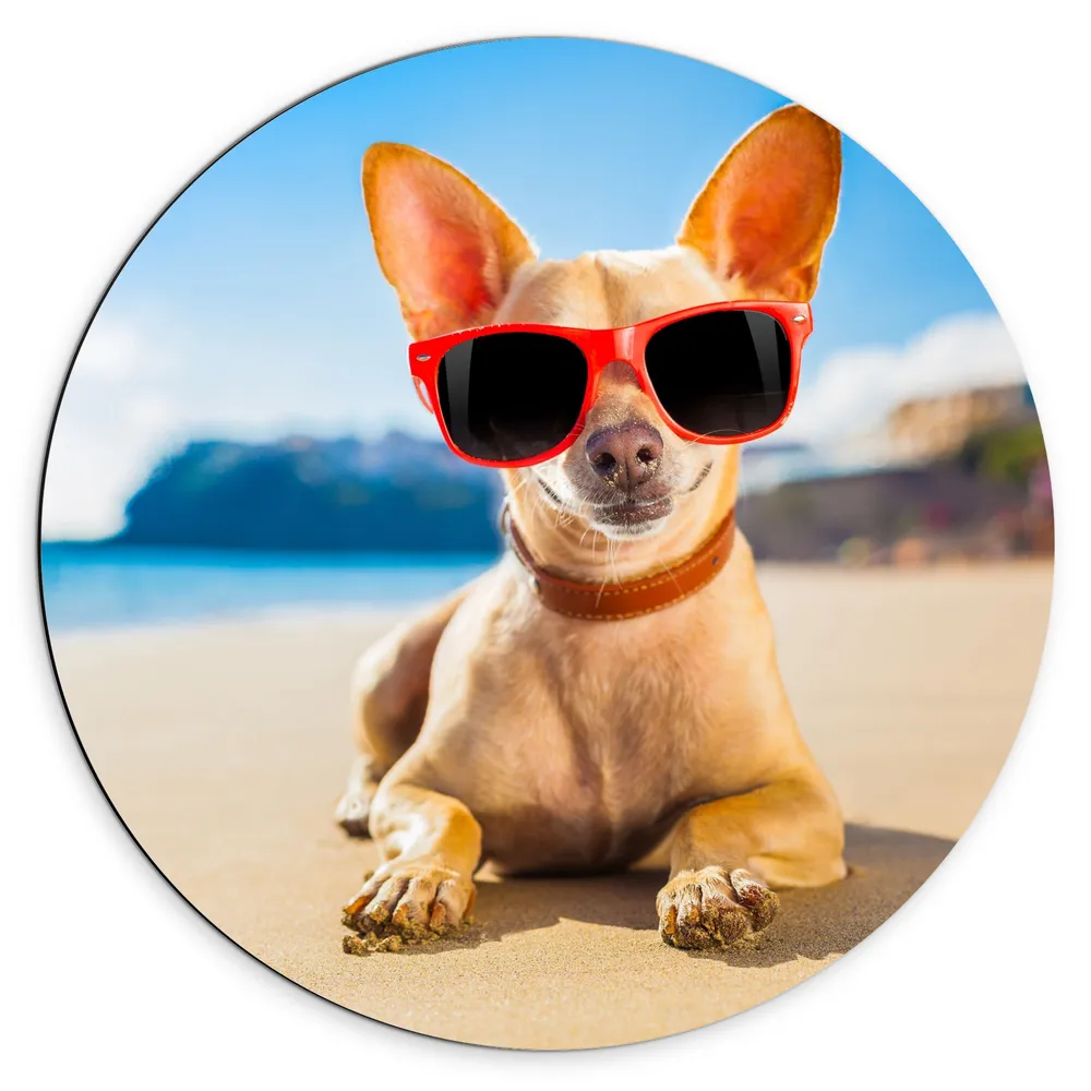 Dibond Muurcirkel - Coole Chihuahua Hond liggend op het Strand aan de Zee met Zonnebril