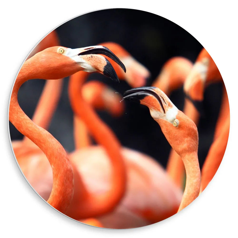 Dibond Muurcirkel - Verliefd Duo in Groep Roze Flamingo's