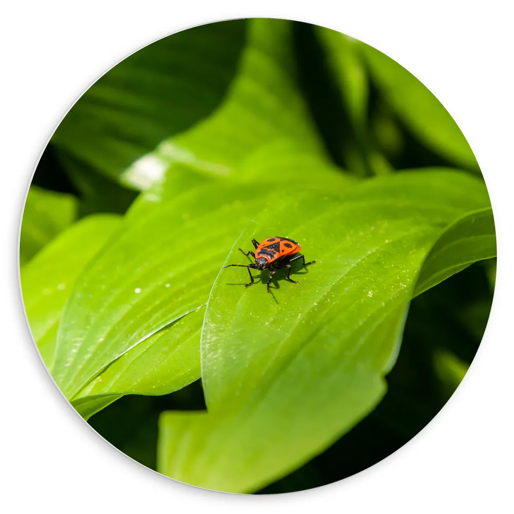 Dibond Muurcirkel - Rood Insect lopend op Felgroen Blad