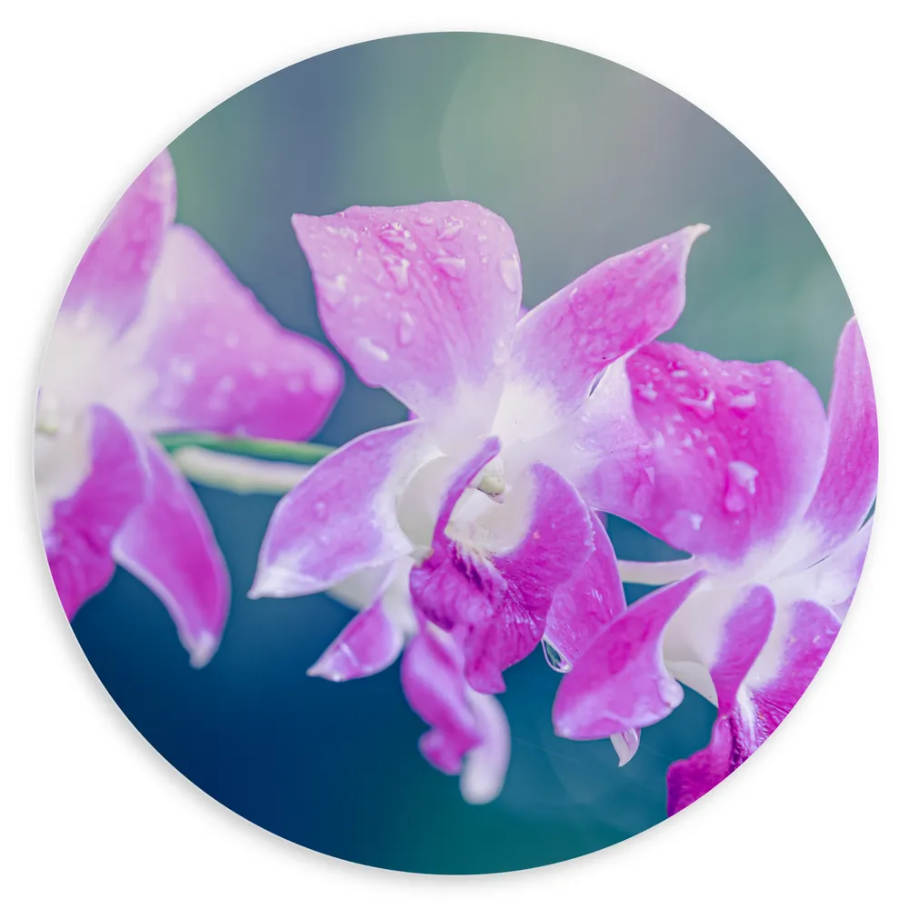 Dibond Muurcirkel - Orchidee Bloemen met Waterspetters